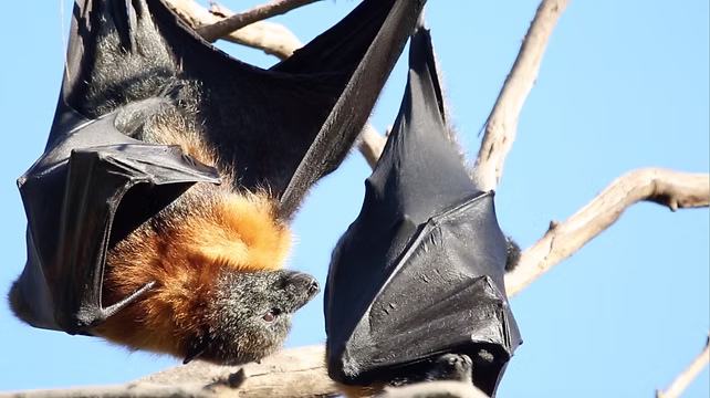 Image of Grey-Headed Flying-Foxes Close Up