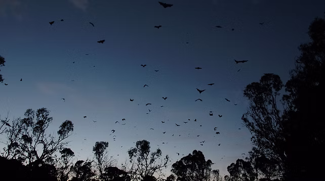 Image of Grey-Headed Flying-Foxes
